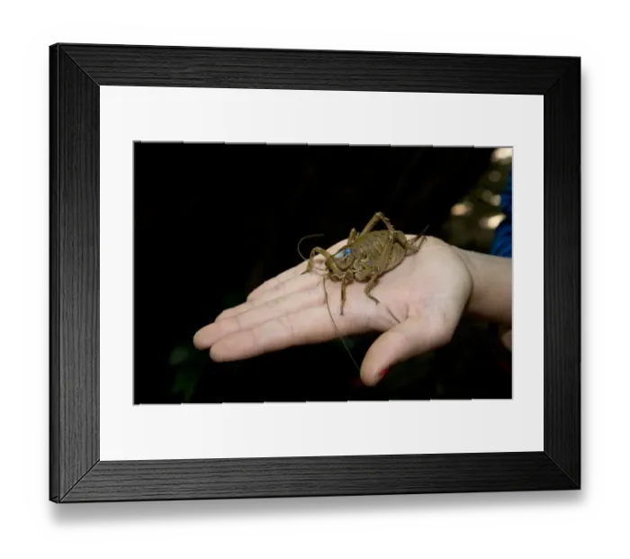 Framed Print : Cook strait giant weta (Deinacrida rugosa) Framed Print : Cook strait giant weta (Deinacrida rugosa)