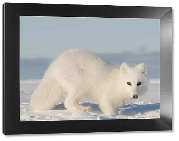 Arctic fox (Vulpes  /  Alopex lagopus) adult scavenges for food under the snow, 1002