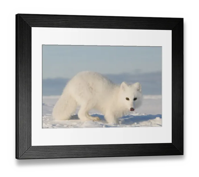 Framed Print : Arctic fox (Vulpes  /  Alopex lagopus) adult scavenges for food under the snow, 1002