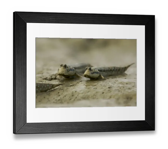 Framed Print : Mudskippers {Periophthalmus sp} forage on the mudflats of a mangrove channel, Sundarban Forest Framed Print : Mudskippers {Periophthalmus sp} forage on the mudflats of a mangrove channel, Sundarban Forest
