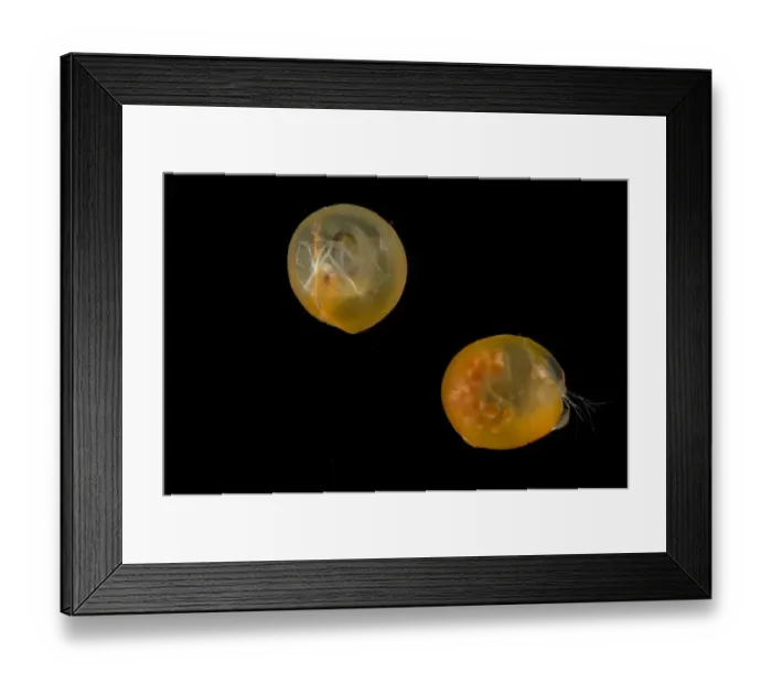 Framed Print : Giant ostracod {Gigantocypris mulleri} from between 867 and 1805m, Mid-Atlantic Ridge Framed Print : Giant ostracod {Gigantocypris mulleri} from between 867 and 1805m, Mid-Atlantic Ridge