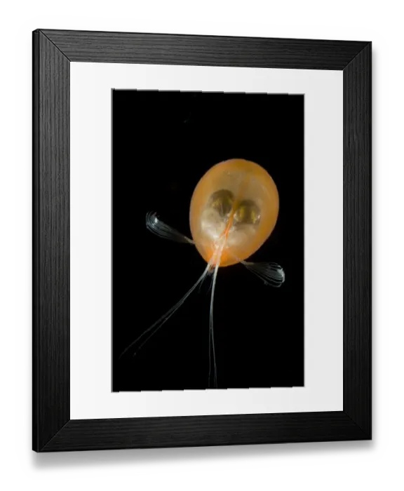 Framed Print : Giant ostracod {Gigantocypris mulleri} from between 718 and 1864m, Mid-Atlantic Ridge Framed Print : Giant ostracod {Gigantocypris mulleri} from between 718 and 1864m, Mid-Atlantic Ridge
