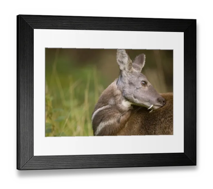 Framed Print : Siberian musk deer (Moschus moschiferus) male with tusks grooming, captive, Midlothian