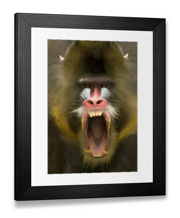 Framed Print : Mandrill (Mandrillus sphinx) male showing aggression, captive Framed Print : Mandrill (Mandrillus sphinx) male showing aggression, captive