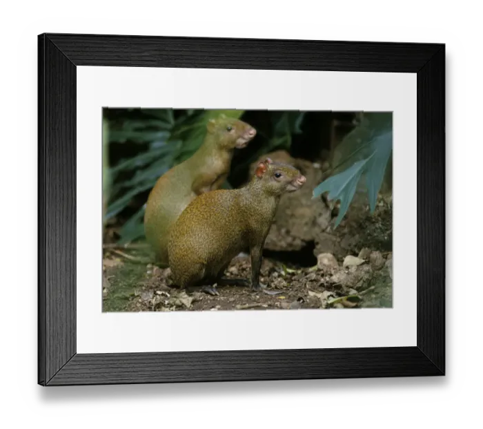 Framed Print : Two Central american agouties (Dasyprocta punctata) captive, Yucatan Peninsula, Mexico