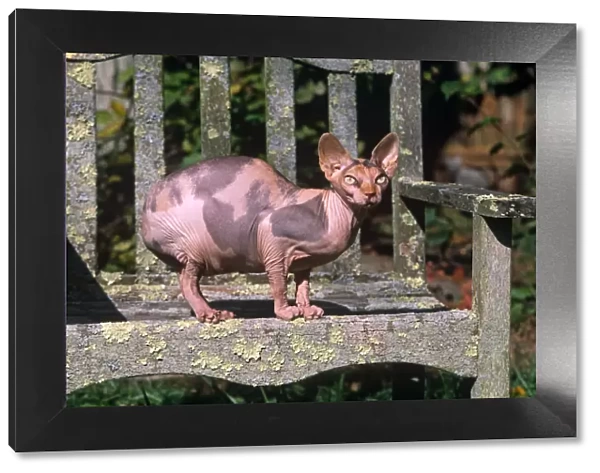Domestic cat, Sphinx cat with no hair sitting on garden bench, Connecticut, USA