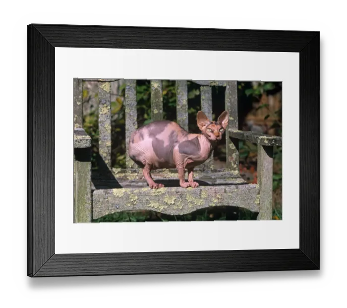 Framed Print : Domestic cat, Sphinx cat with no hair sitting on garden bench, Connecticut, USA Framed Print : Domestic cat, Sphinx cat with no hair sitting on garden bench, Connecticut, USA