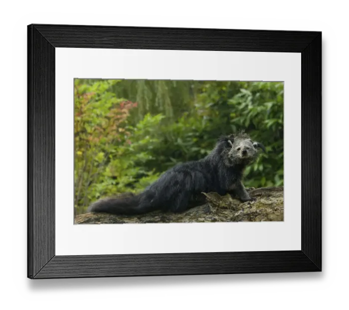 Framed Print : Portrait of Binturong / Asian Bearcat (Arctictis binturong) captive Framed Print : Portrait of Binturong / Asian Bearcat (Arctictis binturong) captive