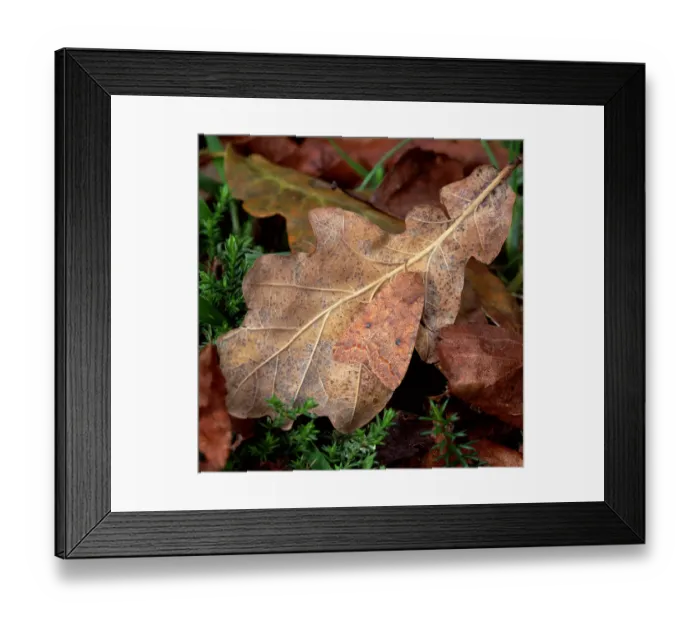 Framed Print : The brick moth (Agrochola circellaris) camouflaged on falled oak leaf, Annagarriff Wood NNR Framed Print : The brick moth (Agrochola circellaris) camouflaged on falled oak leaf, Annagarriff Wood NNR
