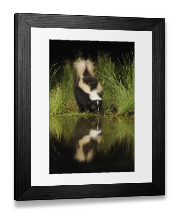 Framed Print : Striped Skunk (Mephitis mephitis) drinking from wetland lake at night, Fennessey Ranch Framed Print : Striped Skunk (Mephitis mephitis) drinking from wetland lake at night, Fennessey Ranch