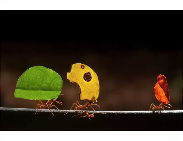Leaf cutter ants (Atta cephalotes) carrying sections of leaves, to be used for cultivating