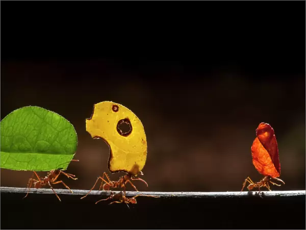 Leaf cutter ants (Atta cephalotes) carrying sections of leaves, to be used for cultivating