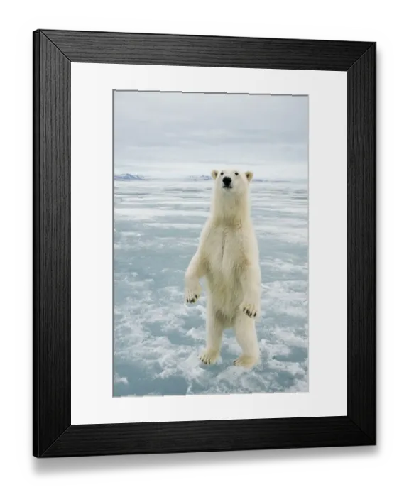 Framed Print : Female Polar bear (Ursus maritimus) curiously checks out the photographer, standing Framed Print : Female Polar bear (Ursus maritimus) curiously checks out the photographer, standing