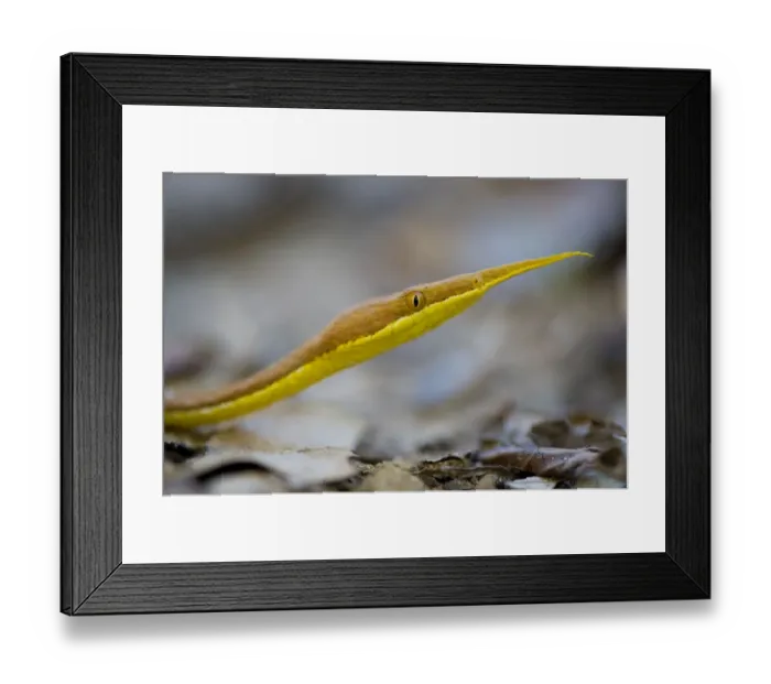 Framed Print : Leaf nosed twig snake (Langaha madagascariensis) male, Baie de Baly National Park Framed Print : Leaf nosed twig snake (Langaha madagascariensis) male, Baie de Baly National Park