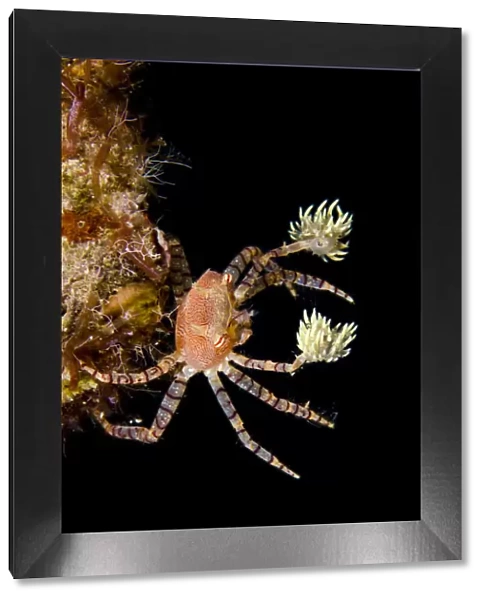 Hawaiian pom-pom  /  boxer crab (Lybia edmondsoni)with anemones (Triactis sp) that