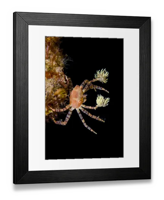 Framed Print : Hawaiian pom-pom / boxer crab (Lybia edmondsoni)with anemones (Triactis sp) that Framed Print : Hawaiian pom-pom / boxer crab (Lybia edmondsoni)with anemones (Triactis sp) that