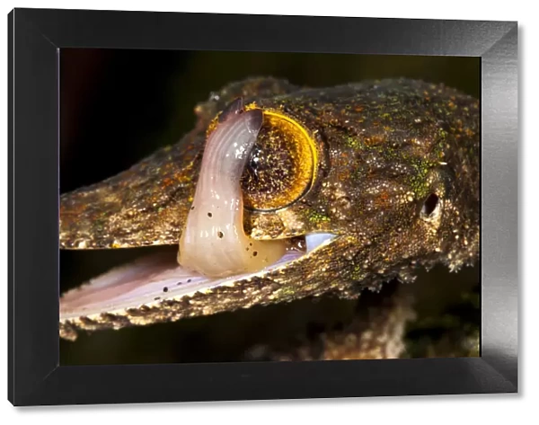 Leaf-tailed gecko {Uroplatus sikorae} licking its eye to clean it. Masoala Peninsula National Park