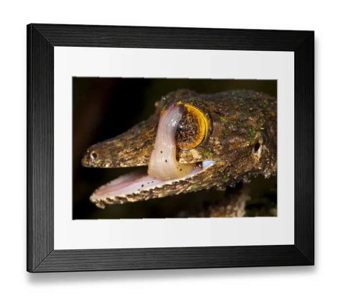 Framed Print : Leaf-tailed gecko {Uroplatus sikorae} licking its eye to clean it. Masoala Peninsula National Park Framed Print : Leaf-tailed gecko {Uroplatus sikorae} licking its eye to clean it. Masoala Peninsula National Park