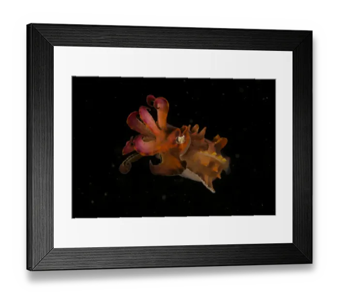 Framed Print : Pfeffers Flamboyant Cuttlefish (Metasepia pfefferi) West Papua, Indonesia, April Framed Print : Pfeffers Flamboyant Cuttlefish (Metasepia pfefferi) West Papua, Indonesia, April