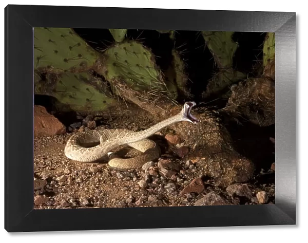 Western Diamondback Rattlesnake (Crotalus atrox) striking, Arizona, USA