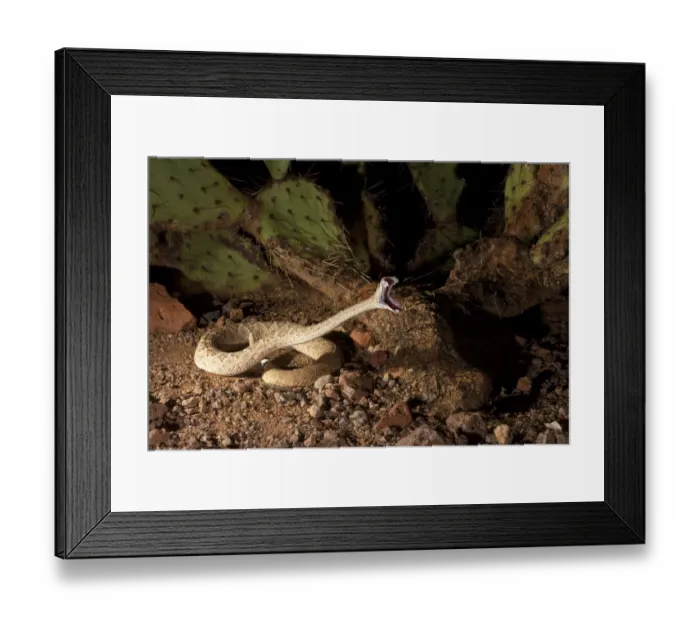 Framed Print : Western Diamondback Rattlesnake (Crotalus atrox) striking, Arizona, USA