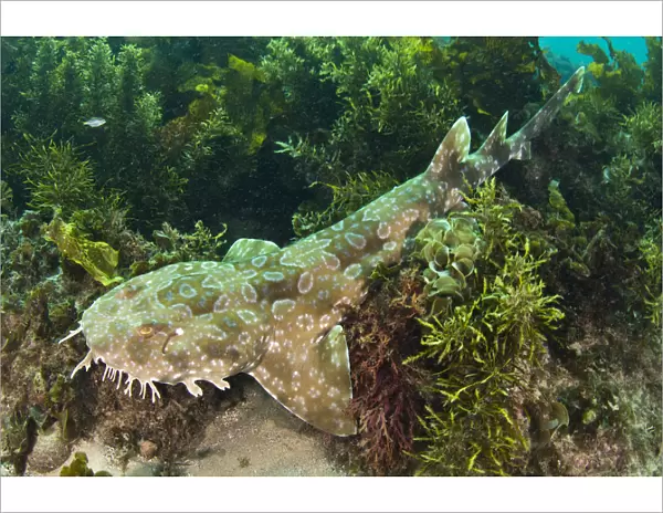 Spotted Wobbegong Shark (Orectolobus maculatus) lying in seaweed. Manly, Sydney, New South Wales