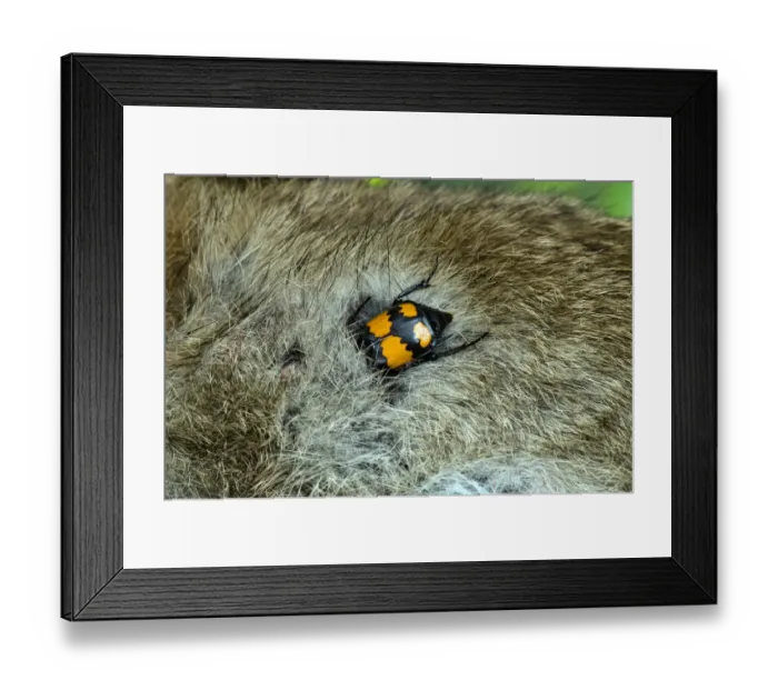 Framed Print : Sexton / Burying Beetle (Nicrophorus vespilloides) feeding on rabbit carcass, Upper Teesdale, Co Framed Print : Sexton / Burying Beetle (Nicrophorus vespilloides) feeding on rabbit carcass, Upper Teesdale, Co