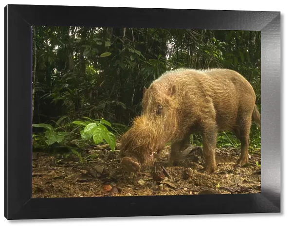 Bearded pig (Sus barbatus) portrait standing in tropical forest habitat, Bako National Park