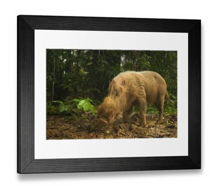 Framed Print : Bearded pig (Sus barbatus) portrait standing in tropical forest habitat, Bako National Park Framed Print : Bearded pig (Sus barbatus) portrait standing in tropical forest habitat, Bako National Park