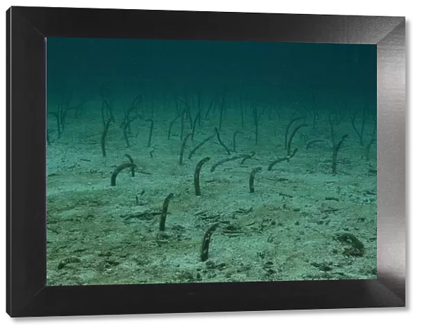 Galapagos garden eels (Heteroconger  /  Taenioconger klausewitzi) on seabed, Galapagos