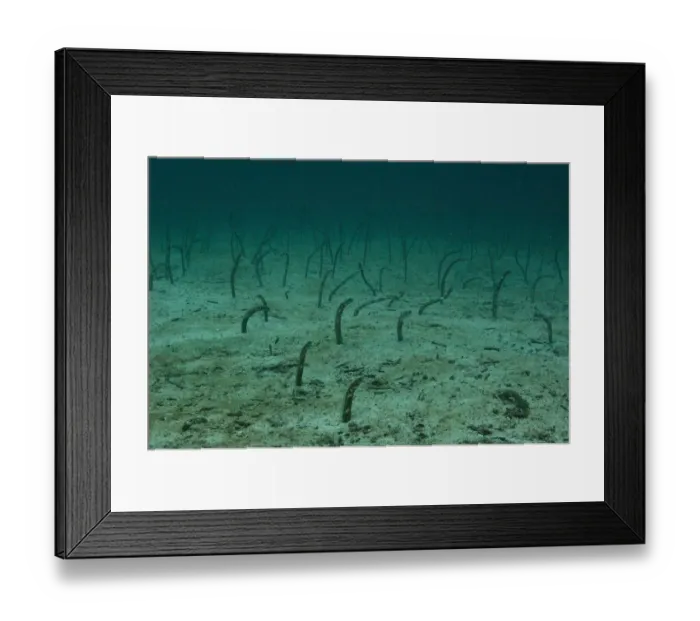 Framed Print : Galapagos garden eels (Heteroconger / Taenioconger klausewitzi) on seabed, Galapagos Framed Print : Galapagos garden eels (Heteroconger / Taenioconger klausewitzi) on seabed, Galapagos