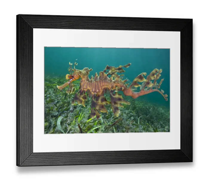 Framed Print : A male Leafy Seadragon (Phycodurus eques) swimming. Wool Bay Jetty, Edithburgh, Yorke Peninsular Framed Print : A male Leafy Seadragon (Phycodurus eques) swimming. Wool Bay Jetty, Edithburgh, Yorke Peninsular