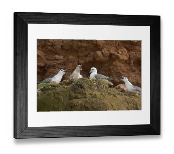 Framed Print : Fulmars (Fulmaris glacialis) nesting on cliff ledge, Hunstanton, Norfolk Framed Print : Fulmars (Fulmaris glacialis) nesting on cliff ledge, Hunstanton, Norfolk