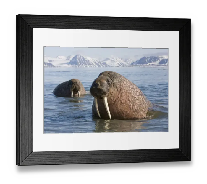 Framed Print : Bull Walrus (Odobenus rosmarus) in coastal waters off Spitsbergen. Arctic Norway, June Framed Print : Bull Walrus (Odobenus rosmarus) in coastal waters off Spitsbergen. Arctic Norway, June