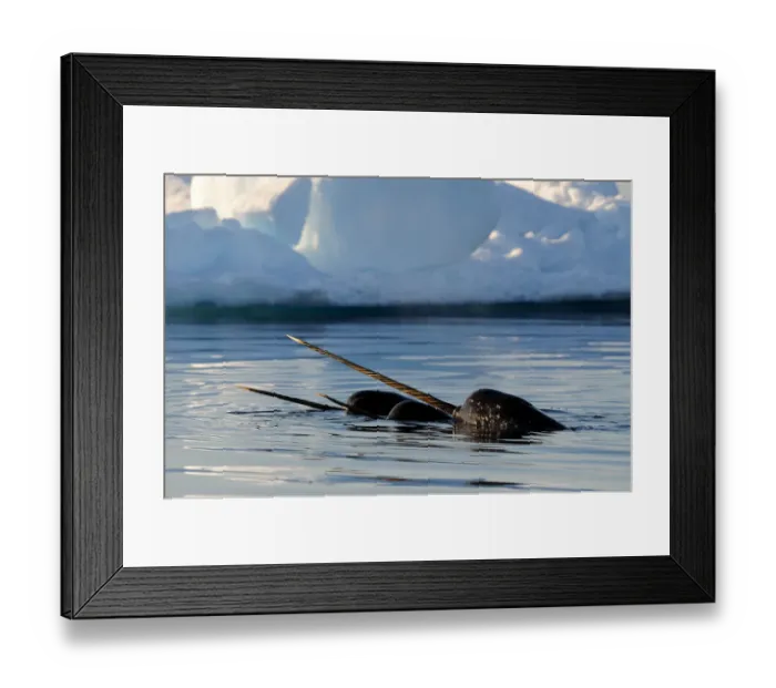 Framed Print : Narwhal (Monodon monoceros) showing tusks above water surface. Baffin Island, Nunavut Framed Print : Narwhal (Monodon monoceros) showing tusks above water surface. Baffin Island, Nunavut
