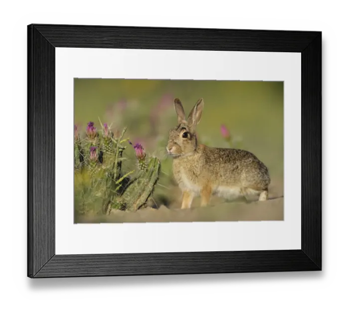 Framed Print : Eastern Cottontail (Sylvilagus floridanus) adult. Laredo, Webb County, South Texas Framed Print : Eastern Cottontail (Sylvilagus floridanus) adult. Laredo, Webb County, South Texas