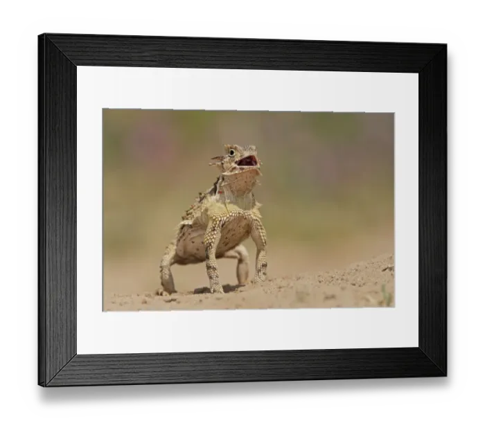 Framed Print : Texas Horned Lizard (Phrynosoma cornutum), adult standing up. Laredo, Webb County Framed Print : Texas Horned Lizard (Phrynosoma cornutum), adult standing up. Laredo, Webb County