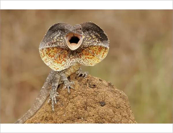Frilled Lizard (Chlamydosaurus kingii) with its neck frill out as a threat display