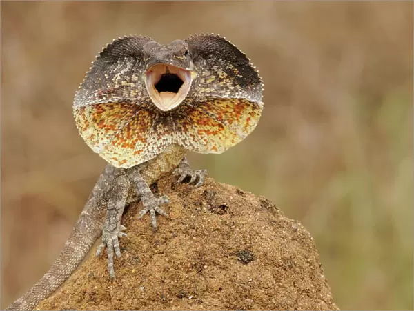 Frilled Lizard (Chlamydosaurus kingii) with its neck frill out as a threat display