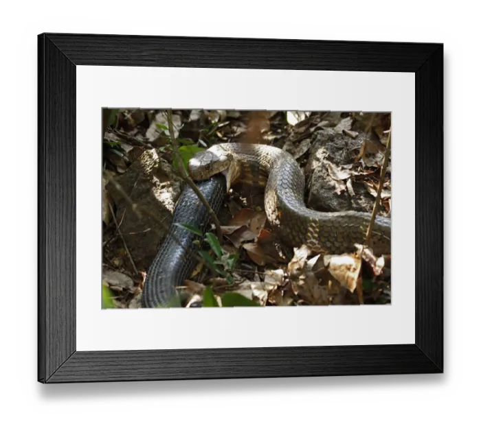 Framed Print : King cobra (Ophiophagus hannah) cannibalism, male swallowing female on forest floor Framed Print : King cobra (Ophiophagus hannah) cannibalism, male swallowing female on forest floor