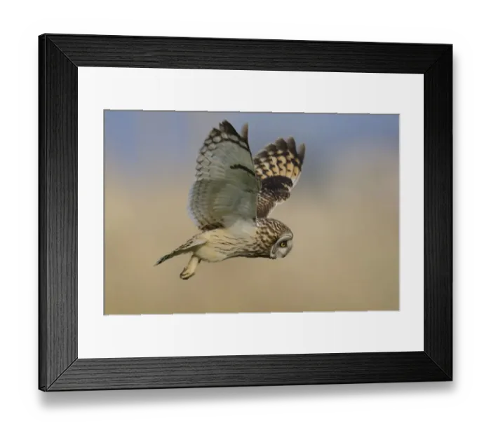 Framed Print : Short eared owl (Asio flammeus) in flight over marshland, Vendee, west France, April Framed Print : Short eared owl (Asio flammeus) in flight over marshland, Vendee, west France, April