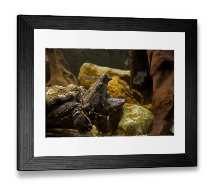 Framed Print : Alligator snapping turtle (Macroclemys temmincki) fishing by luring a fish with the vermiform Framed Print : Alligator snapping turtle (Macroclemys temmincki) fishing by luring a fish with the vermiform