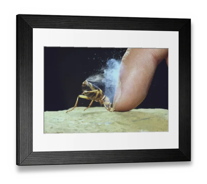 Framed Print : Bombardier Beetle (Pheropsophus jessoensis) protecting itself by ejecting a boiling Framed Print : Bombardier Beetle (Pheropsophus jessoensis) protecting itself by ejecting a boiling