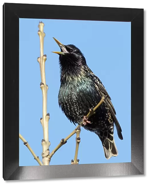 Common starling singing (Sturnus vulgaris) Finland May