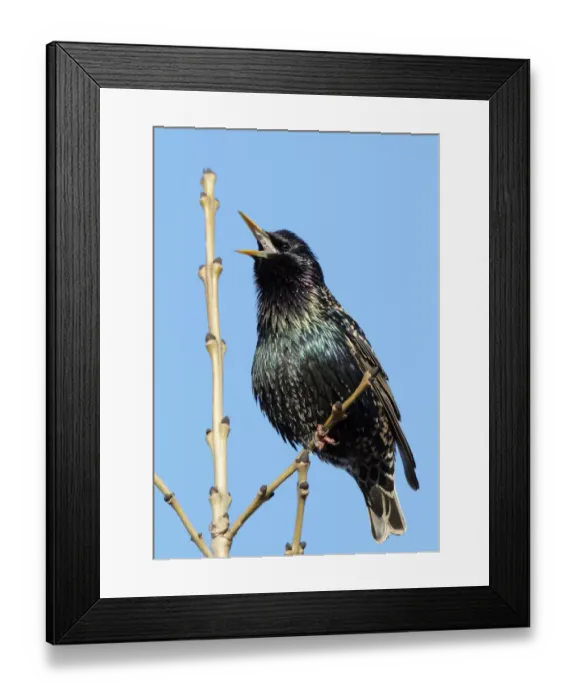Framed Print : Common starling singing (Sturnus vulgaris) Finland May Framed Print : Common starling singing (Sturnus vulgaris) Finland May