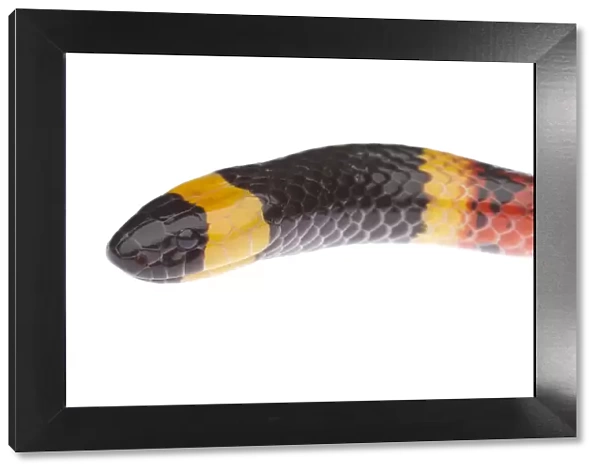 Texas Coral Snake (Micrurus tener) head portrait, Sabal Palm Sanctuary, Lower Rio Grande Valley