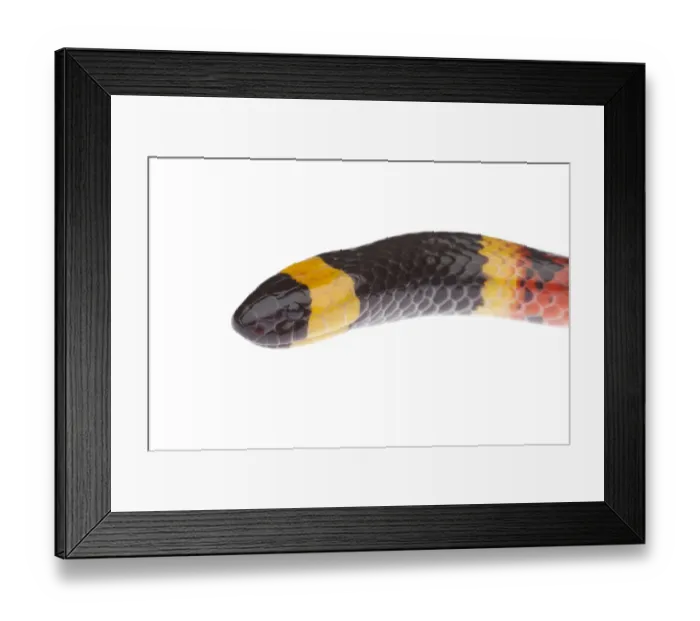 Framed Print : Texas Coral Snake (Micrurus tener) head portrait, Sabal Palm Sanctuary, Lower Rio Grande Valley Framed Print : Texas Coral Snake (Micrurus tener) head portrait, Sabal Palm Sanctuary, Lower Rio Grande Valley