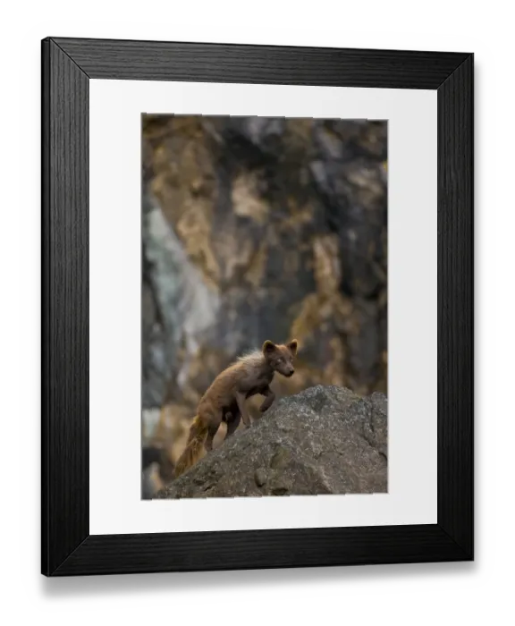 Framed Print : Arctic Fox (Vulpes lagopus semenovi), in dark summer pelage, patrolling cliffside Framed Print : Arctic Fox (Vulpes lagopus semenovi), in dark summer pelage, patrolling cliffside