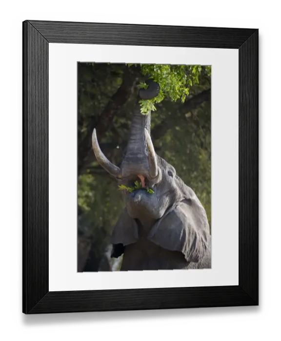 Framed Print : Adult bull African Elephant (Loxononta africana) reaching up to feed on foliage Framed Print : Adult bull African Elephant (Loxononta africana) reaching up to feed on foliage
