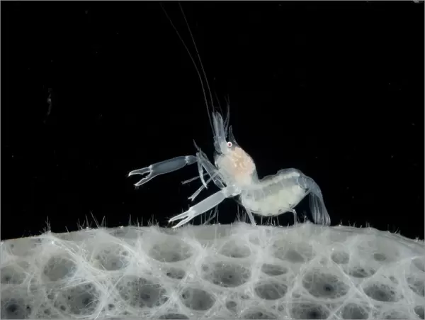 Gravid female Glass  /  Ghost shrimp on Glass sponge (Hexactinellida) from coral seamount